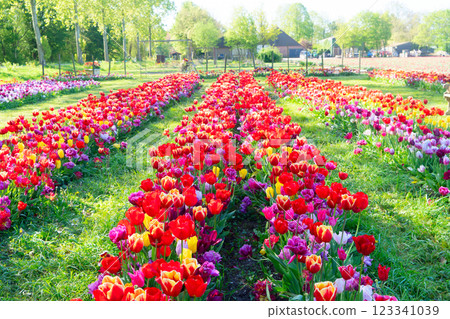 Dutch yellow tulip fields in sunny day 123341039