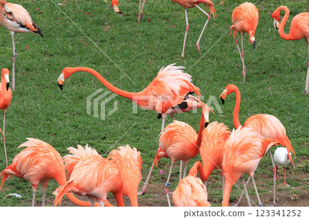pink flamingos  123341252