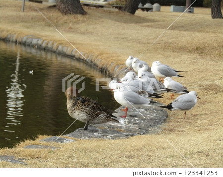 來到稻毛海濱公園海濱池塘的冬季候鳥針尾和黑頭鷗 來到稻毛海濱公園海濱池塘的冬季候鳥針尾和黑頭鷗 123341253