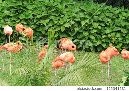 pink flamingos  123341281