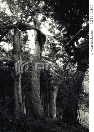 Mysterious tree black and white image Mysterious tree black and white image 123341365
