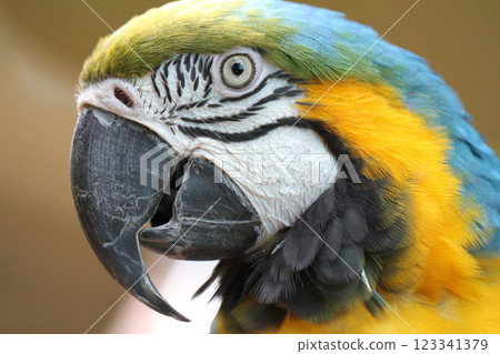 Blue and Gold Macaw Blue and Gold Macaw 123341379