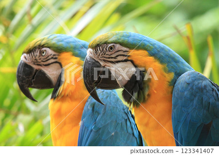 Blue and Gold Macaw Blue and Gold Macaw 123341407