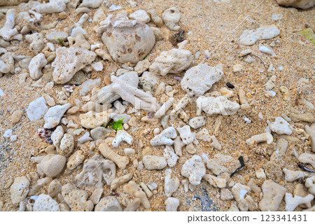 <Okinawa Prefecture> Pieces of coral washed up on a beach in Okinawa 123341431