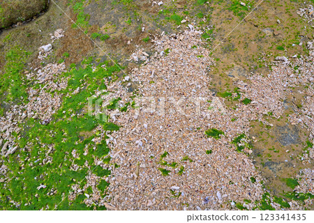 <Okinawa Prefecture> Pieces of coral washed up on a beach in Okinawa 123341435