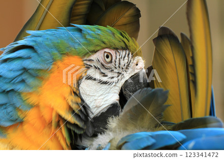 portrait of a blue and yellow parrot portrait of a blue and yellow parrot 123341472