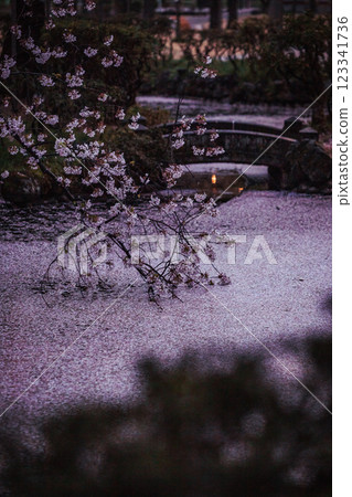 Cherry blossoms at Takada Castle Park in Niigata Prefecture, and a pond full of petals 123341736