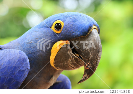 Hyacinth Macaw Hyacinth Macaw 123341838