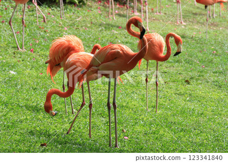 pink flamingo  123341840