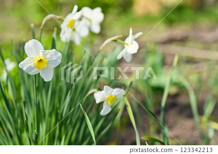 a beautiful white daffodil, blooming profusely in spring in a flower bed. 123342213