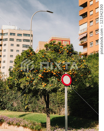 Vibrant Orange Tree Stands Out Beautifully Near Urban Buildings and Landscapes. orange tree proudly stands amidst urban architecture, showcasing nature within a city environment. vertical, film look Vibrant Orange Tree Stands Out Beautifully Near Urban Buildings and Landscapes. orange tree proudly stands amidst urban architecture, showcasing nature within a city environment. vertical, film look 123342300