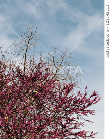 Beautifully Blossoming Redbud Tree Stands Tall Majestically Against Clear Blue Sky Above. magnificent and vibrant redbud tree is full of colourful flowers. vertical, film look Beautifully Blossoming Redbud Tree Stands Tall Majestically Against Clear Blue Sky Above. magnificent and vibrant redbud tree is full of colourful flowers. vertical, film look 123342313