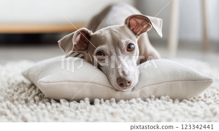 Staring Italian Greyhound Staring Italian Greyhound 123342441