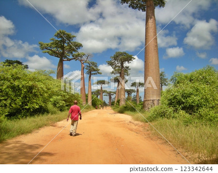 馬達加斯加的猴麵包樹成蔭的街道 馬達加斯加的猴麵包樹成蔭的街道 123342644