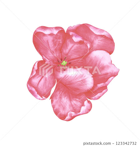 Hand drawn watercolor peony like red tulip. Illustration of spring flower isolated on white background. Can be used for postcard, label, scrapbook and other printed products. 123342732