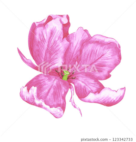 Hand drawn watercolor peony like pink tulip. Illustration of spring flower isolated on white background. Can be used for postcard, label, scrapbook and other printed products. 123342733