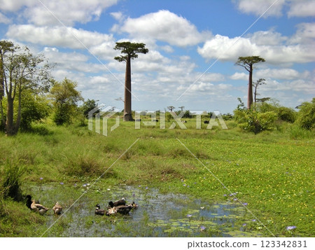 Madagascar wetlands and baobab landscape 123342831