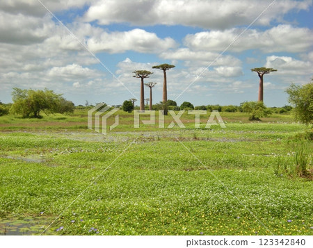 馬達加斯加濕地和猴麵包樹景觀 123342840