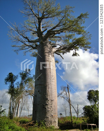 Madagascar Big Baobab Tree 123342885