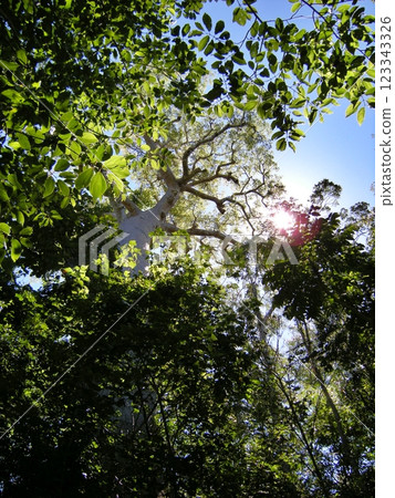 馬達加斯加叢林中的猴麵包樹 123343326