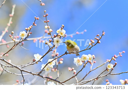 一隻繡眼鳥正在吸食梅花花蜜 123343713