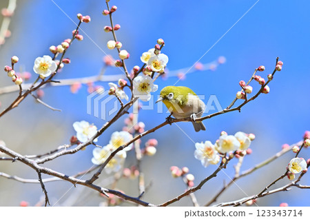 A refreshing spring sky, white plum blossoms in full bloom and a Japanese white-eye 123343714