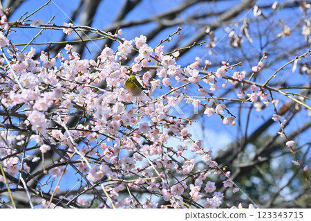 清爽的春天天空、盛開的白梅花和繡眼鳥 清爽的春天天空、盛開的白梅花和繡眼鳥 123343715