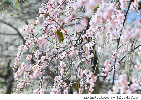 Weeping plum tree in full bloom and Japanese white-eye Umejiro 123343716