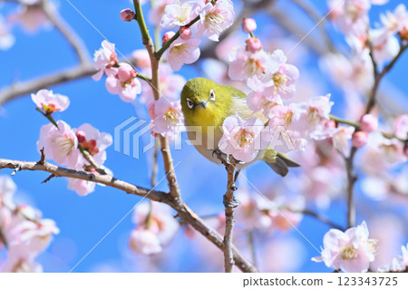 清爽的春天天空、盛開的梅花和一隻可愛的繡眼鳥，正注視著鏡頭 123343725