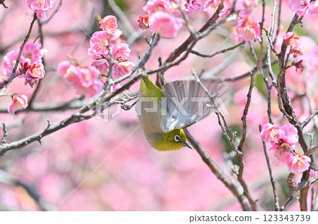 盛開的紅梅花叢中，繡眼鳥翩翩起舞，美麗動人 123343739