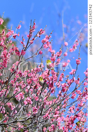 Red plum blossoms and many Japanese white-eyes in the refreshing spring sky Red plum blossoms and many Japanese white-eyes in the refreshing spring sky 123343742
