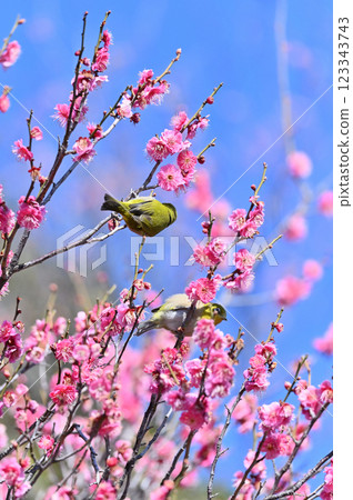 Red plum blossoms and many Japanese white-eyes in the refreshing spring sky Red plum blossoms and many Japanese white-eyes in the refreshing spring sky 123343743
