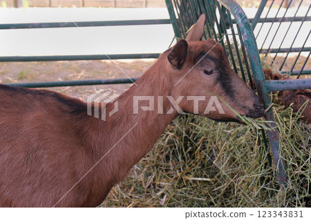 Goat eating Goat eating 123343831