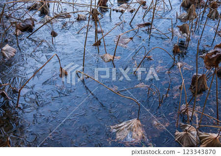 Frozen lotus pond [Nagano Prefecture] 123343870