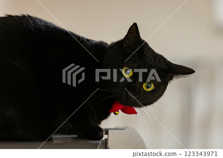 黑貓 123343971