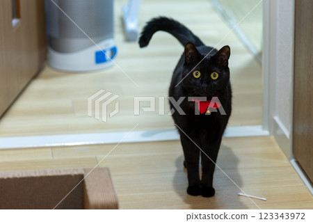 black cat black cat 123343972