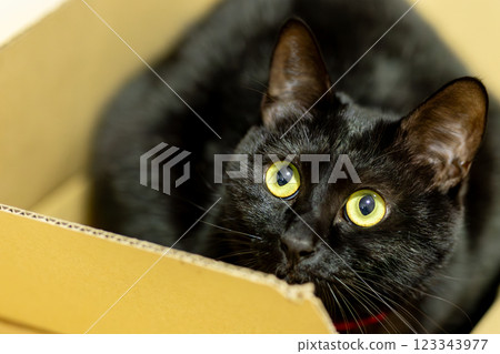 black cat 123343977