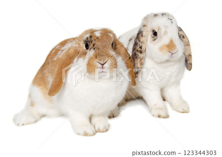 Two rabbits isolated on a white background 123344303