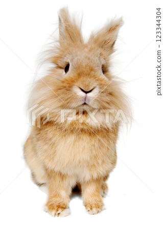 Rabbit isolated on white background 123344304