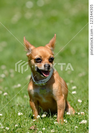 Chihuahua dog on green grass 123344305