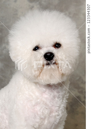 Face of poodle dog 123344307