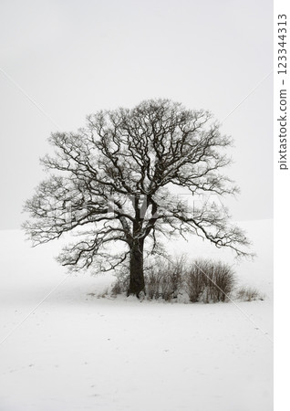 Tree on hill at winter 123344313