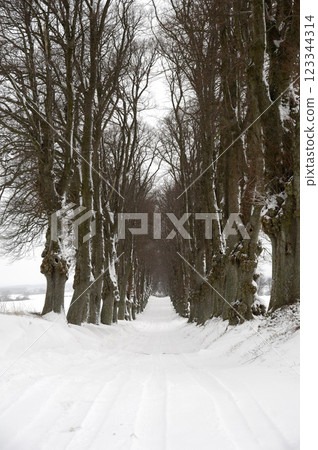 Pathway at winter Pathway at winter 123344314