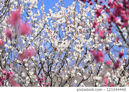 Plum grove in full bloom - Spring materials Plum grove in full bloom - Spring materials 123344440