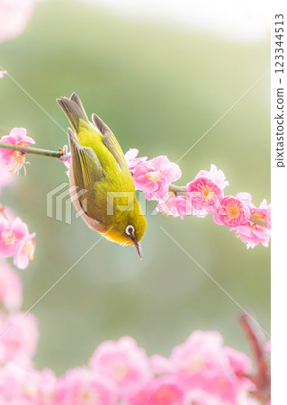 Meiro stuck in a plum tree 123344513