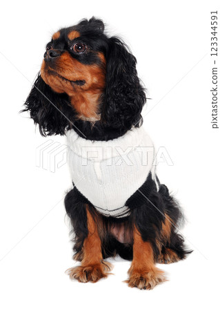 Sad Cavalier King Charles Spaniel dog 123344591