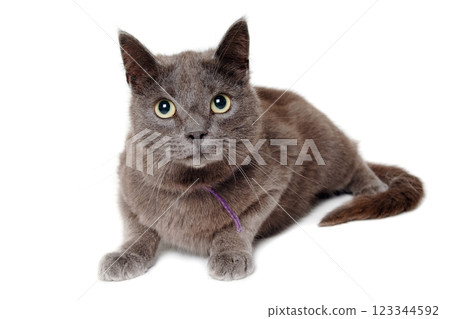 Gray cat on a isolated white background. 123344592