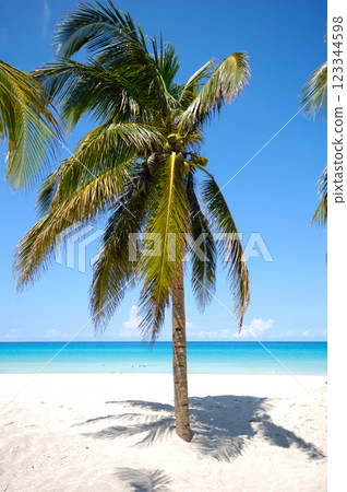Palm on tropical beach Palm on tropical beach 123344598
