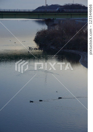 Scenery of Kasumi Bridge and Takahashi River, Birds at the Waterside, Evening Scenery 123344666
