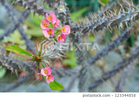 Red flower on a thorny stem Cactus Red flower on a thorny stem Cactus 123344858